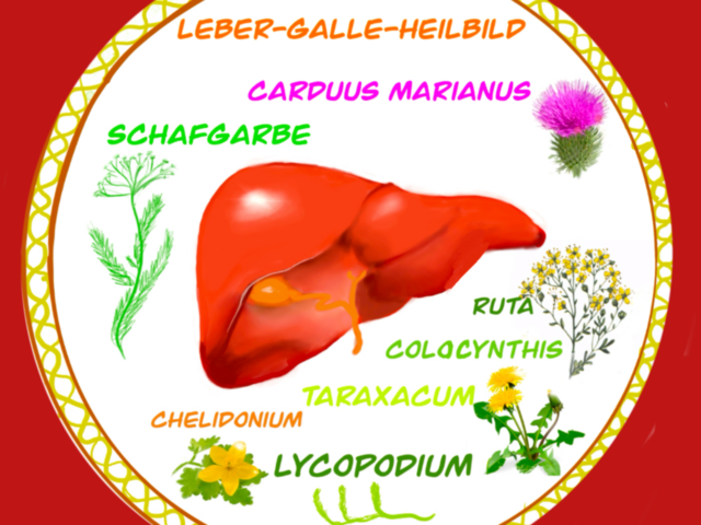 Leberreinigung - Bild