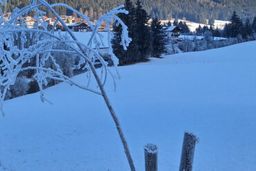 Homöopathische Hausapotheke
